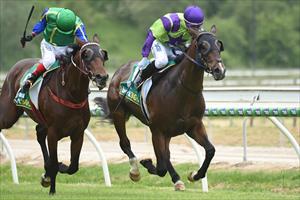 Blinkers do the trick for French Snitzel